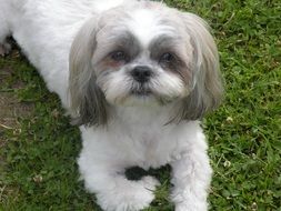 White and grey Shih Tzu dog