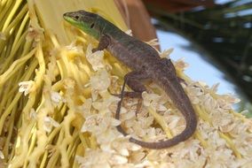 Croatian gecko on a plant