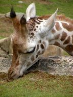 young giraffe eating short grass