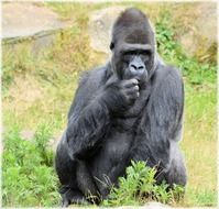 gorilla in Amsterdam zoo