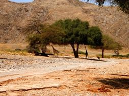giraffe in the desert on a hill background