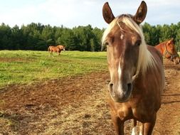 horse riding in the meadow