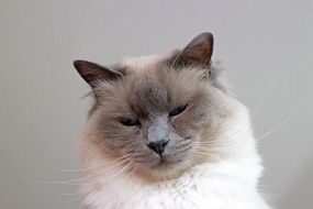 portrait of a birman cat