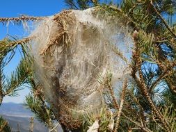 Dangerous large spiderweb on a tree