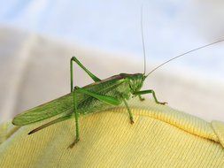 green grasshopper on yellow cloth