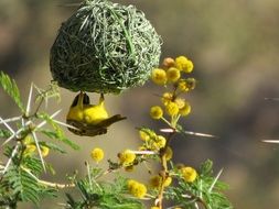 Closeup picture of kilombero weaver Bird on Nest in wild