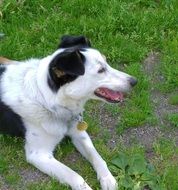 Black And White Dog lying in grass