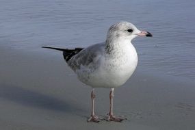 seagull on the coastline