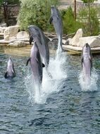 dolphins make a show in the pool