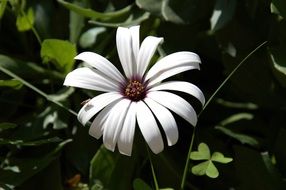 Beautiful white flower with green leaves