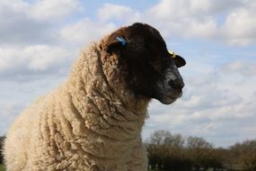 Sheep on the field