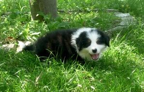 cute fluffy white and black puppy