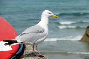 seagull on the pier near the sea