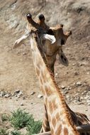 Kiss of the two giraffes
