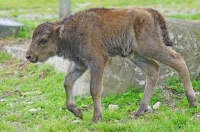 young bison on the grass