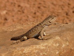 beautiful Desert Spiny Iguana