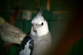 white-crested parrot