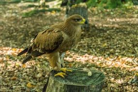 bird of prey on a stump in the forest