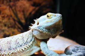 Bearded Dragon in an aquarium
