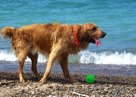 wet domestic dog on the beach