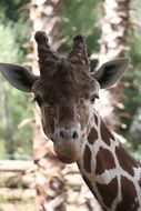 portrait of a curious giraffe on a blurred background