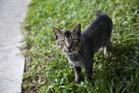 cat on green grass