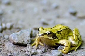 bright green frog on a sandy road close-up on blurred background