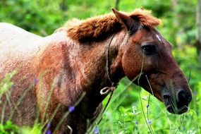 brown horse in green nature