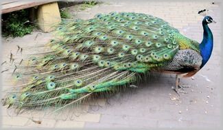Walking Colorful Peacock