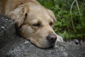 Golden Retriever, Dog head on stone