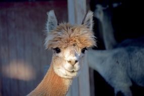 photo of a beige llama in a hangar