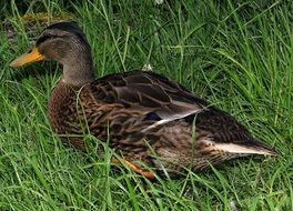 Picture of Duck on a grass