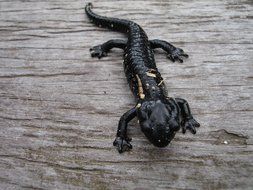 Salamander Animal