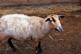 beige goat