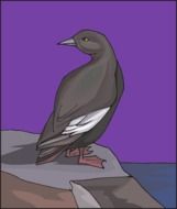 Rock Bird drawing