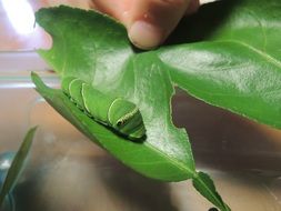 butterfly larva on a green leaf on a blurred background