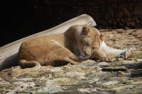 wild Tigress in the zoo