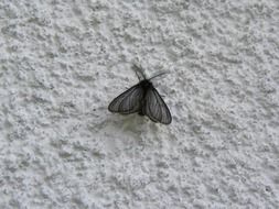 Black moth on stucco wall