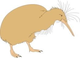 kiwi bird as a graphic image