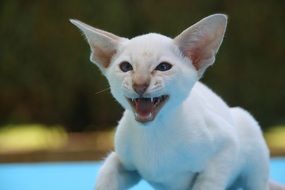 Siamese Cat Hiss Cat Cat Baby