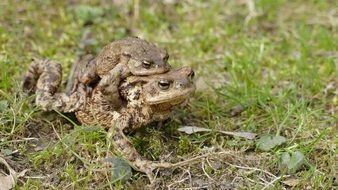 mating frogs on green grass