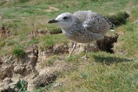 young gull on green grass