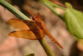 Brown sunshine dragonfly on a plant close-up