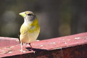 attractive Mont-Tremblant Bird