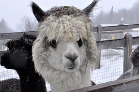 llama head over the fence