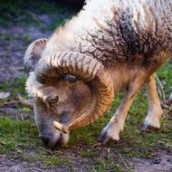 sheep with horns on a pasture close-up