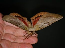 large moth in Australia
