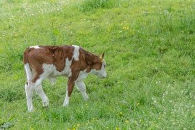 spotted calf in a flowering meadow