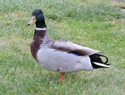 Garden Duck