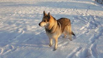 wolf in the snow in the shade of trees
